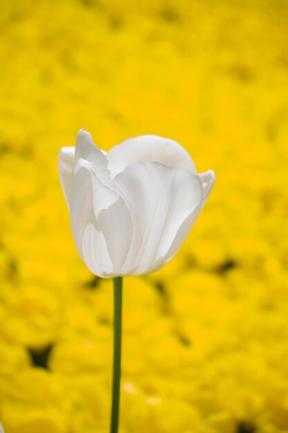 Close-up of white rose flower on field