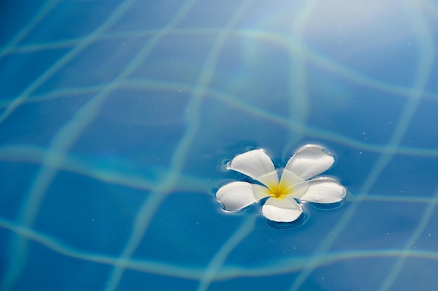 Close-up of white rose flower in swimming pool