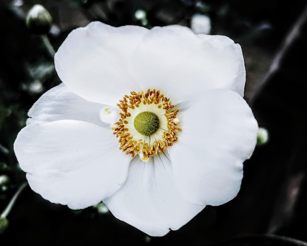 Close-up of white rose flower