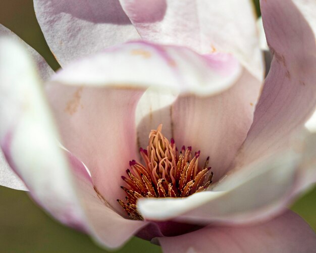 Foto close-up di un fiore di rosa bianca