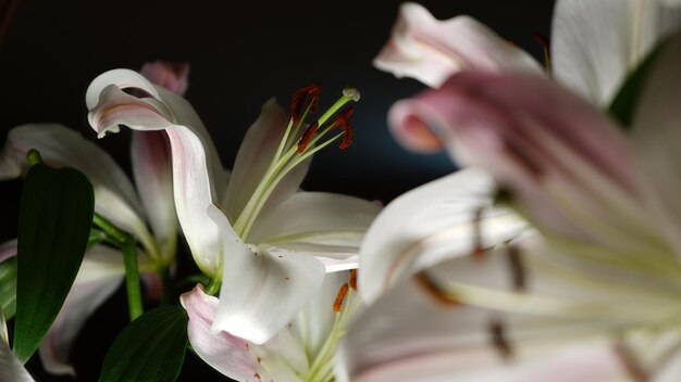 Close-up of white rose flower