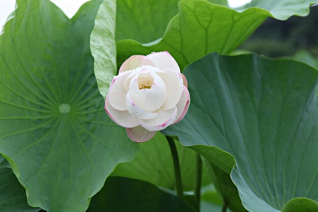 Close-up of white rose flower