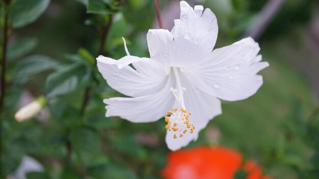 Photo close-up of white rose flower