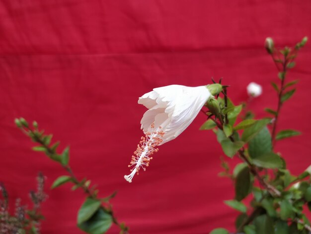 Close-up of white rose flower