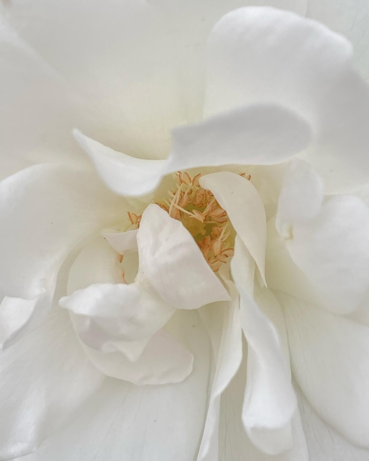 Photo 白いバラの花のクローズアップ