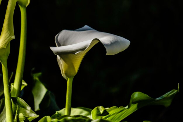 Photo close-up of white rose flower