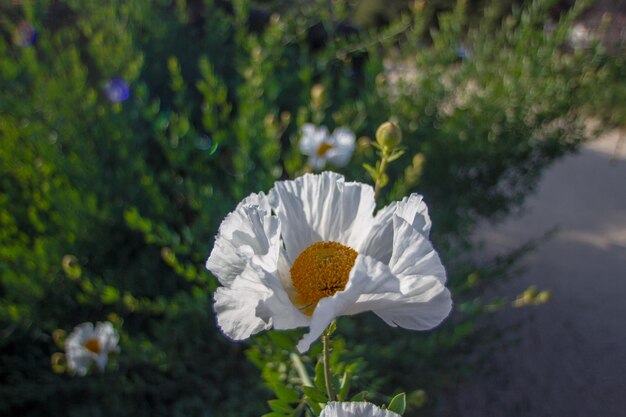 Close-up of white rose flower