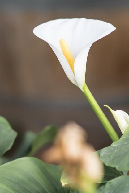 Foto close-up di un fiore di rosa bianca