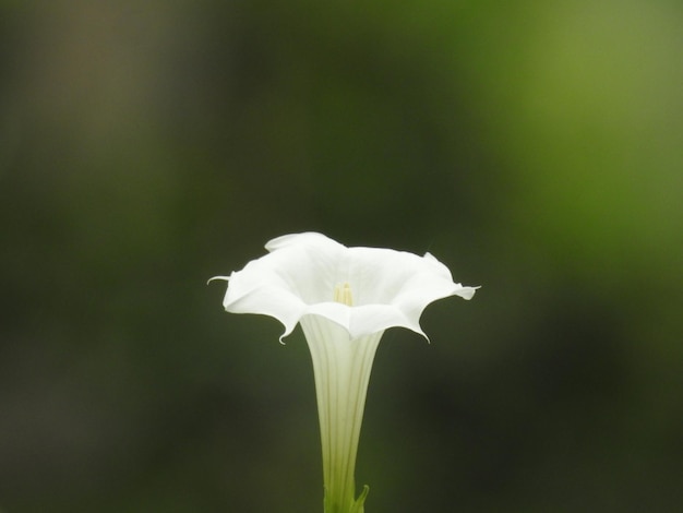 Photo close-up of white rose flower