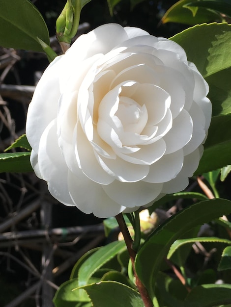 Foto close-up di un fiore di rosa bianca