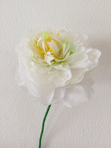 Close-up of white rose on table