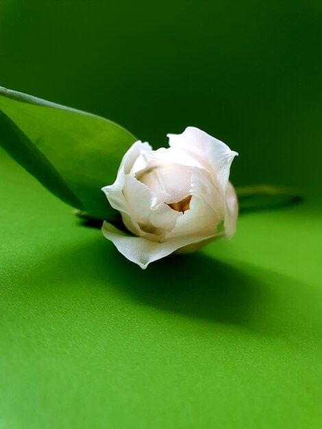 Close-up of white rose