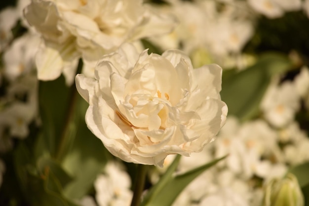 Close-up of white rose