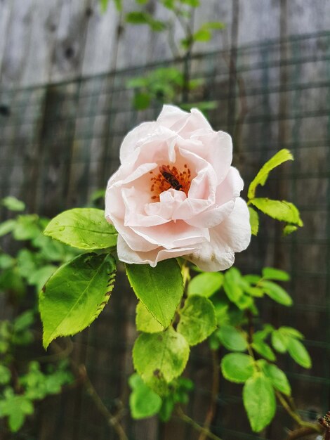 Foto close-up di una rosa bianca