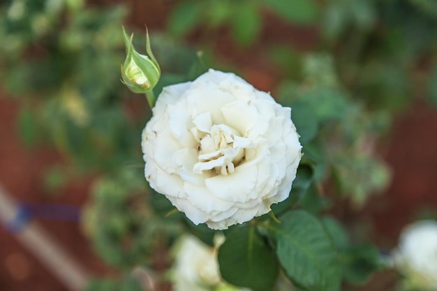 Photo close-up of white rose