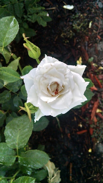 Close-up of white rose