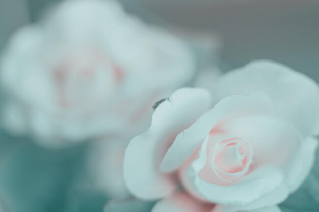 Foto close-up di una rosa bianca