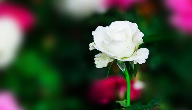 Close-up of white rose