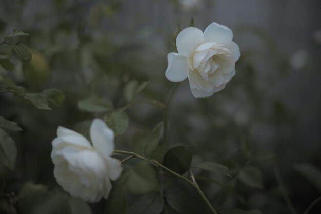 Close-up of white rose