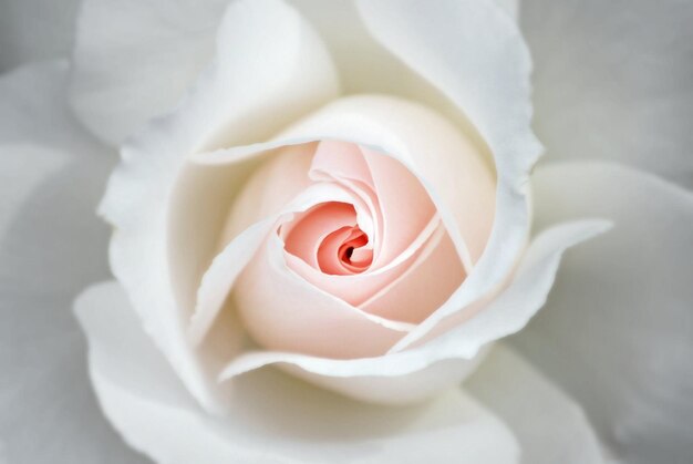 Foto close-up di una rosa bianca