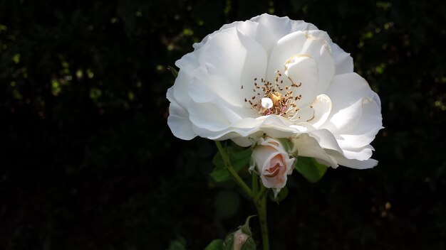 Photo close-up of white rose