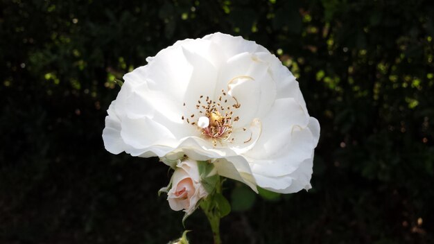 Photo close-up of white rose