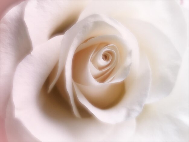 Foto close-up di una rosa bianca