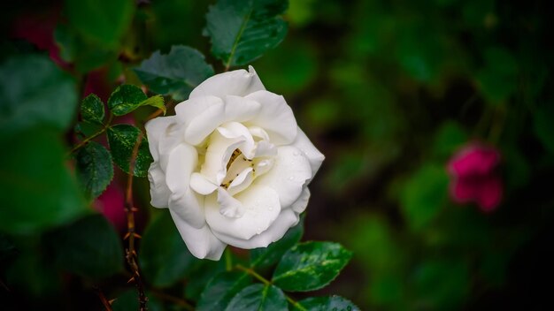 Foto close-up di una rosa bianca