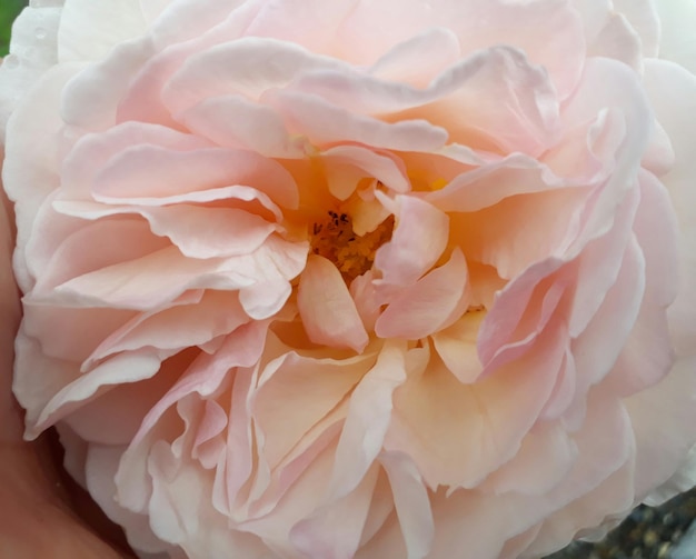 Close-up of white rose