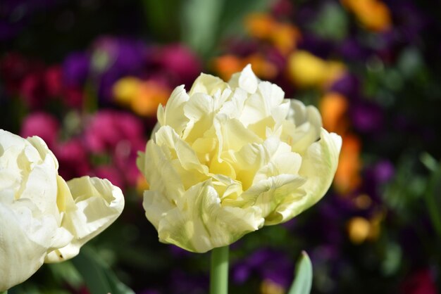 Close-up of white rose