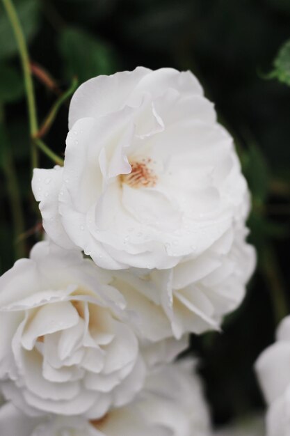 Foto close-up di una rosa bianca