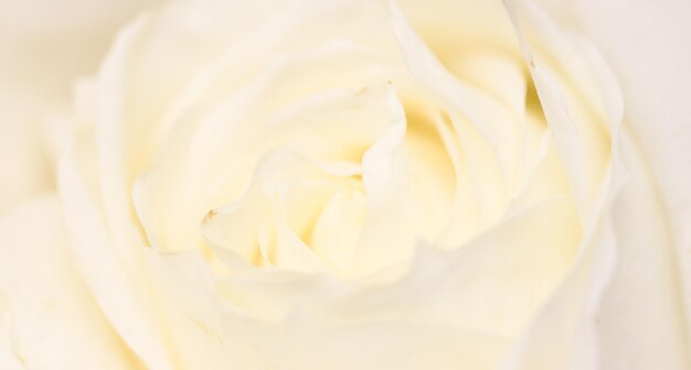 Photo close-up of white rose