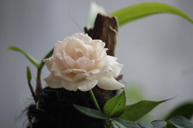 close up of white roses near orchid plants with a blurry background
