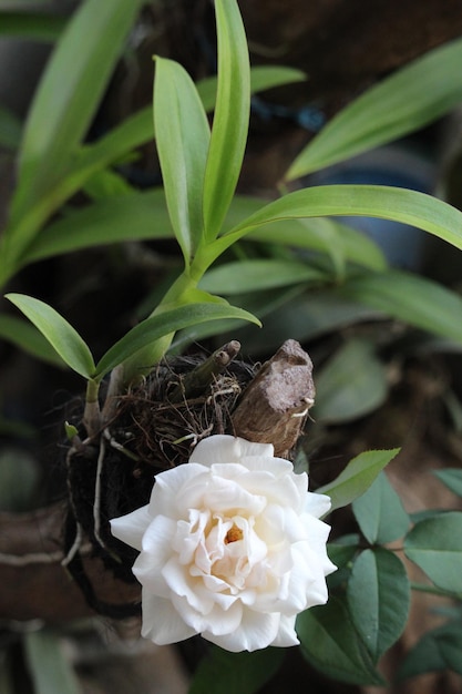 close up of white roses near orchid plants with a blurry background