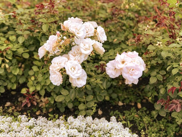 Photo close-up of white roses on plant