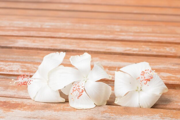 Close-up of white roses on table