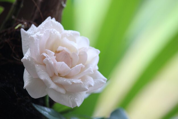 close up of white roses with a blurred background in front of the terrace of the house