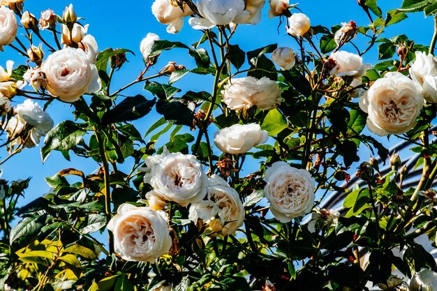 Close-up of white roses