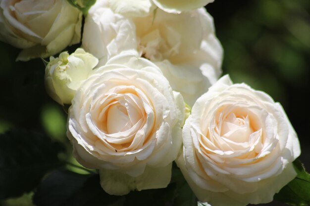 Close-up of white roses