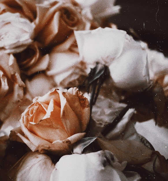 Photo close-up of white roses