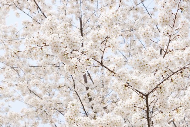 春の季節の木に白い桜の花の花を閉じる