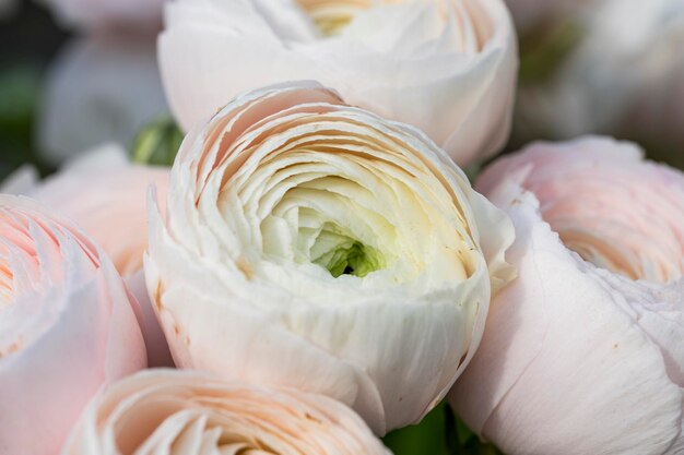 Foto close-up di bianco per la vendita al mercato