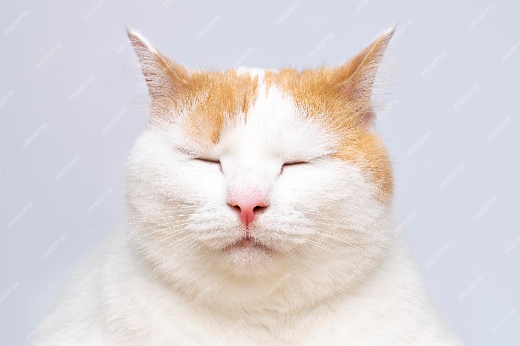 Premium Photo | Close up white sleeping cat. funny animals. Premium Photo | Close up white sleeping cat. funny animals.