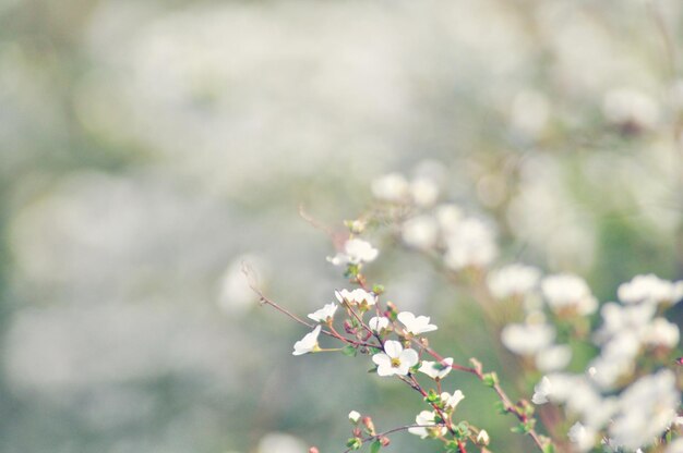 Close-up of white snow willow