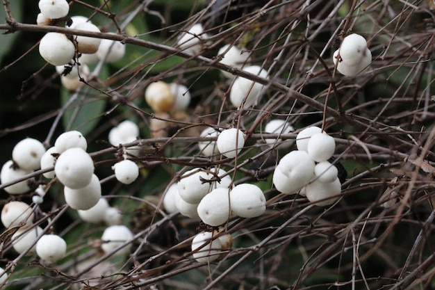 Photo close-up of white snowberries