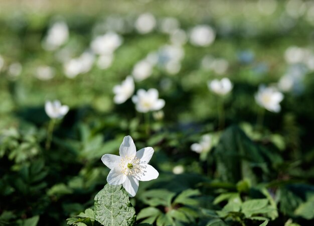 緑の牧草地に白い春の花にクローズアップ