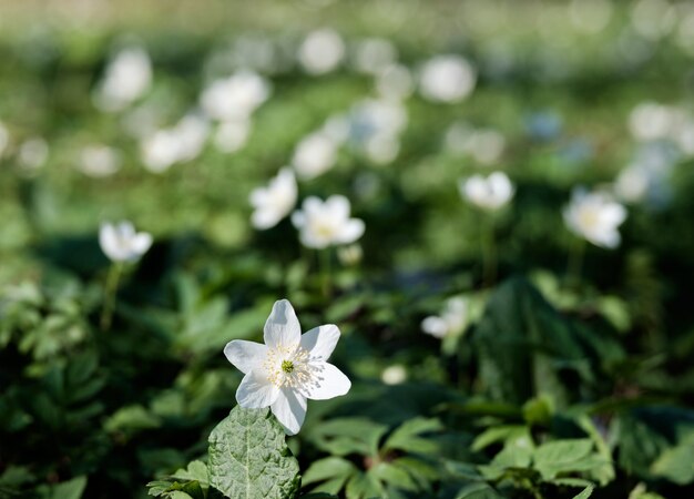 Close up on white spring flower on greenary meadow