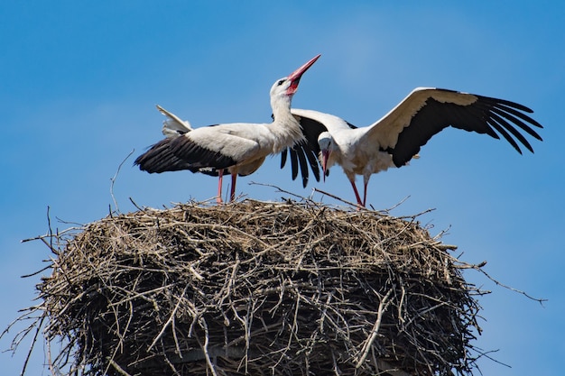 晴れた空の前で鳥の巣に座っている白いカモメのクローズアップ