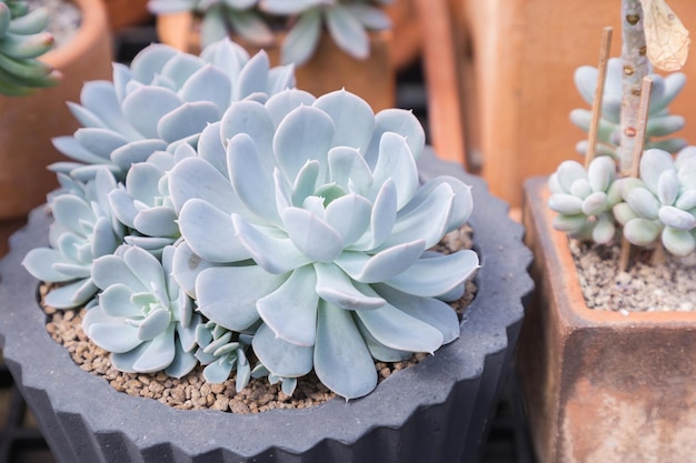 Photo close-up of white succulent plant