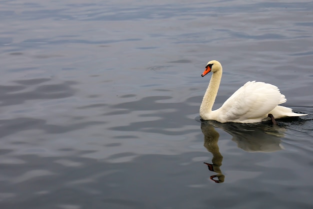 Крупный белый лебедь на реке